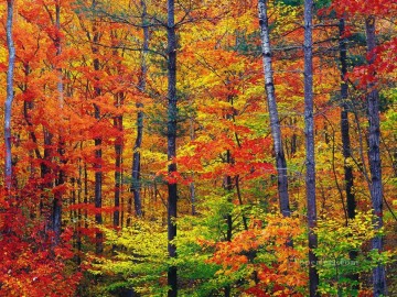 Otoño brillante follaje de otoño en New Hampshire Pinturas al óleo